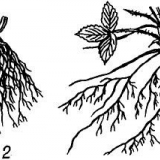 Šta saditi posle patlidžana sledeće godine